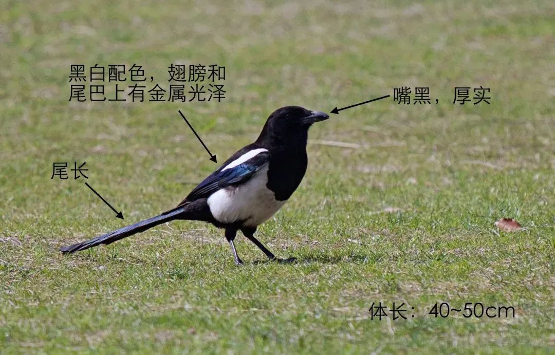 【国际爱鸟日】阳台上能观到什么鸟?