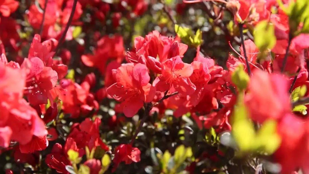 古田:泮洋高岗风光好 杜鹃花开游客来