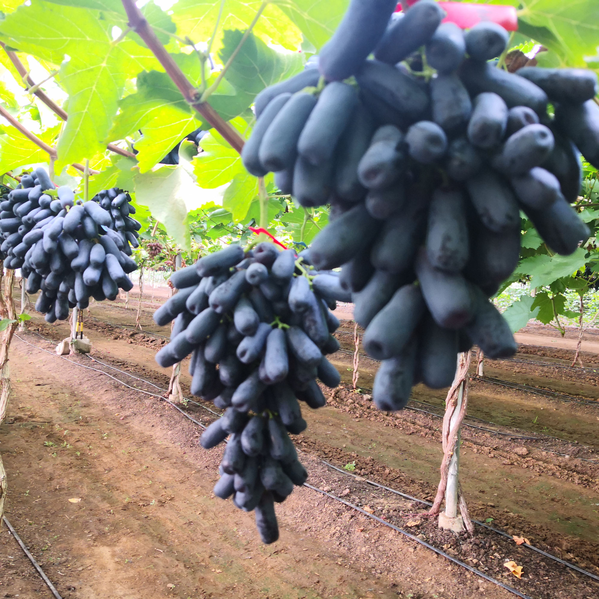 遇上这种水果别犹豫,在家就能种活,甘甜可口,比桃子李子好吃