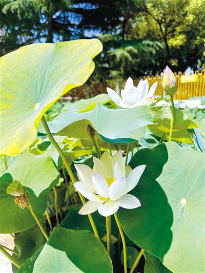 郑州紫荆山公园荷花展开幕 7000余株荷花绽放 持续至7月7日