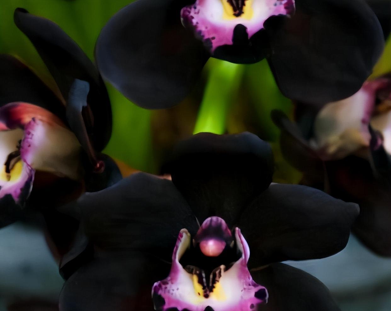 这种黑色兰花,不养一盆太可惜,花色神秘,叶片油亮,是个稀罕物