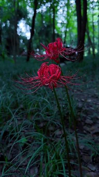 彼岸花开心已碎,奈何桥上相思泪,一饮而尽孟婆汤,三生石上永沉睡