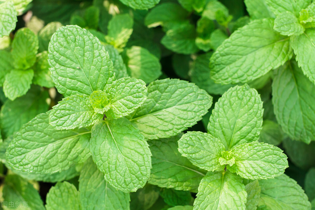 藿香和薄荷你真的分清了吗?