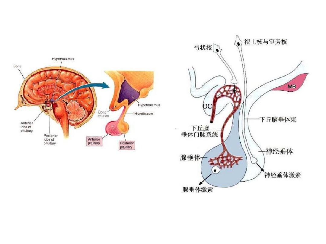 卡尔曼综合征,是罕见疾病,易患人群是男性,严重影响患者生活