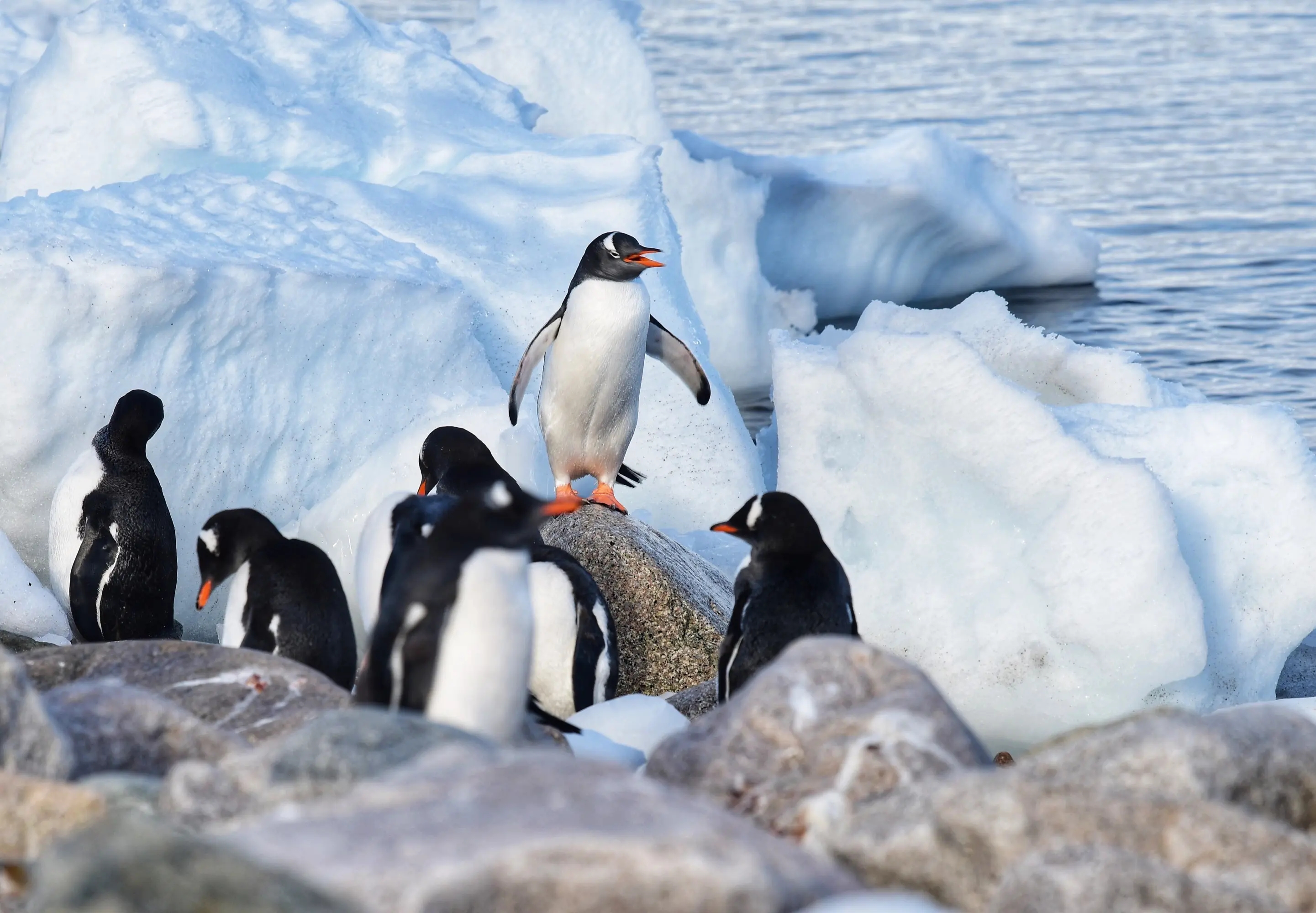 企鹅的祖先会飞,为什么它们没有迁徙到北极?