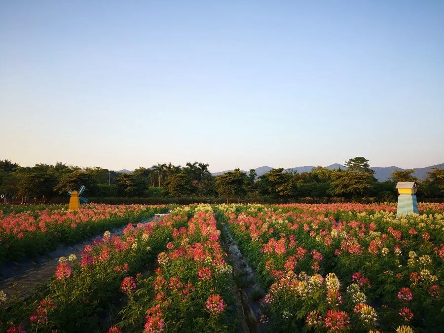 从化看花好去处图片