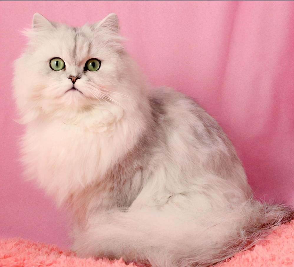 养猫,我只想养"金吉拉猫"!