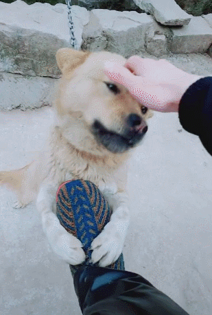 狗狗有以下表现,说明它是"报恩狗",养对了!