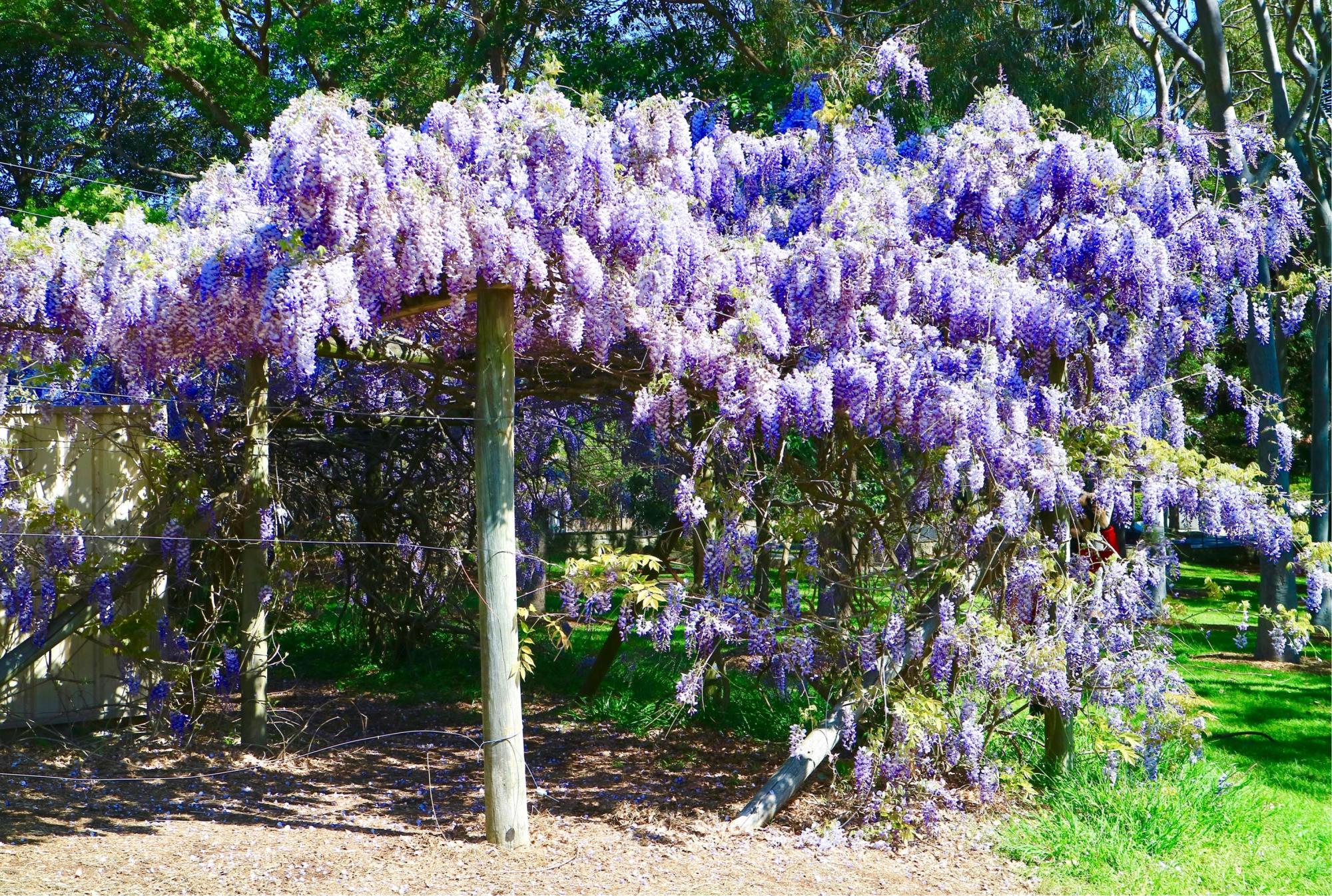 6种爬墙花,很快爬满墙,花开得多,真好看