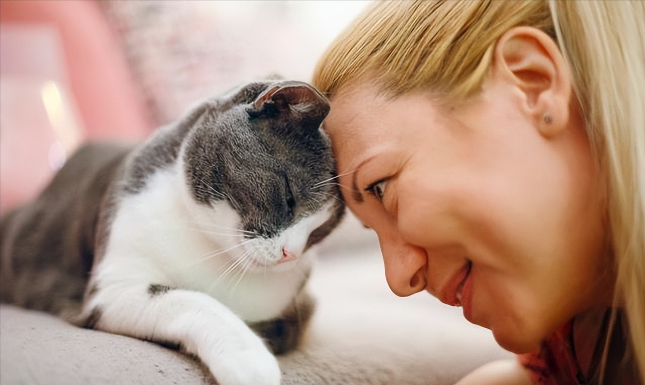 猫的一生短暂,分为6个阶段,请你好好珍惜