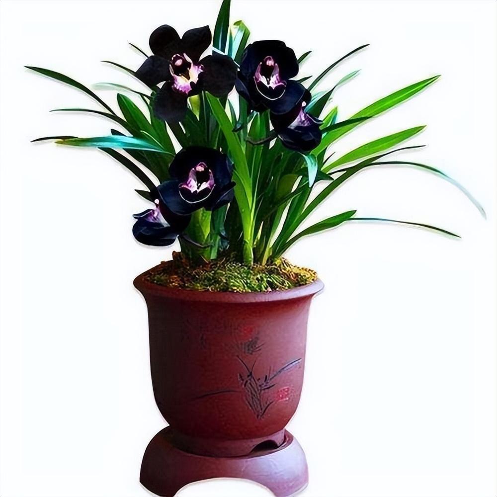 此款"黑色"兰花,极具神秘感,兰香清新,叶姿俊美,值得拥有