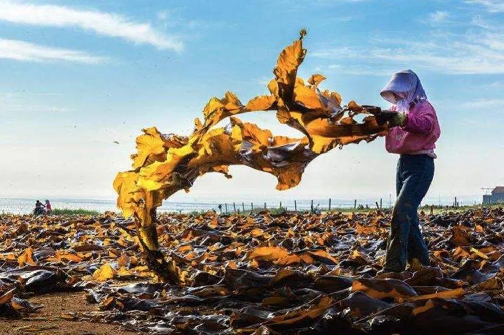 海带不是植物?关于海带,你不知道的那些事