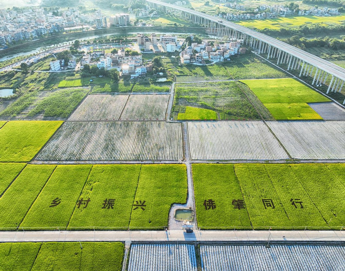 佛山市南海区驻渔涝镇帮扶工作队助力乡村振兴,推动农业产业发展