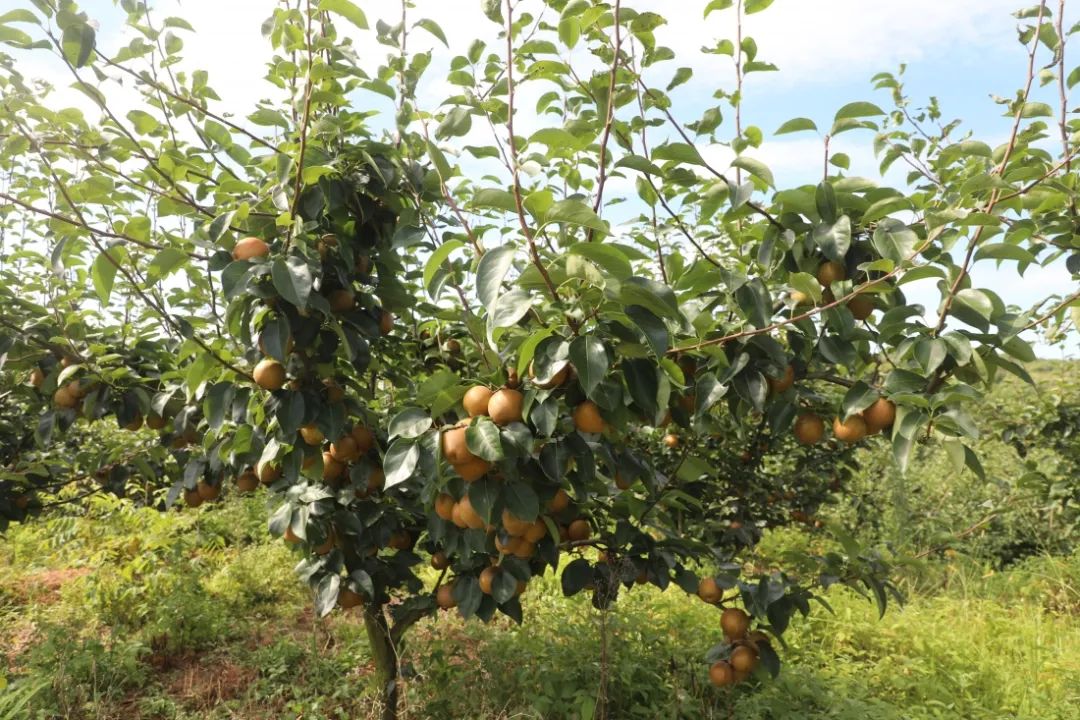 宁化这个村千亩黄花梨喜获丰收