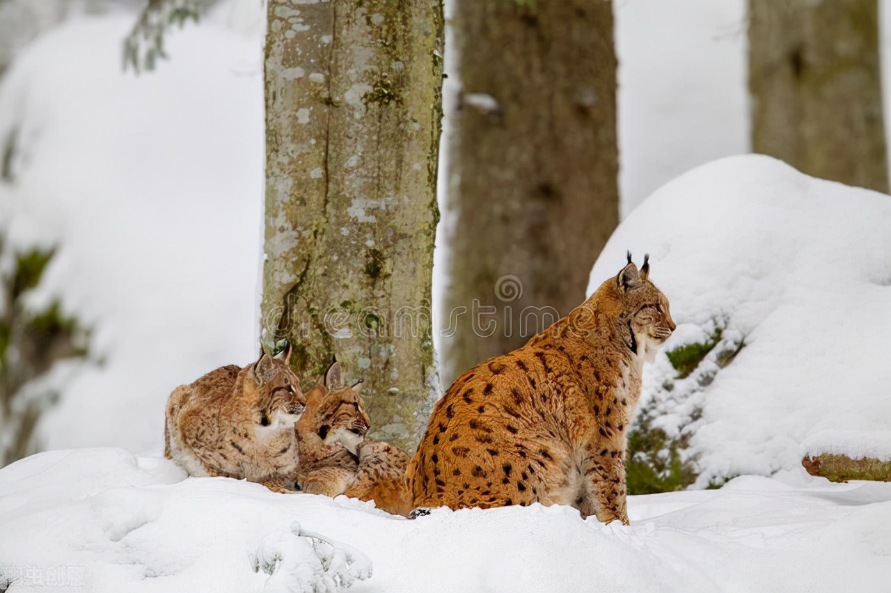 03,护娃大战中猞猁胜出