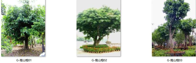 植物图片大全（各种植物图片及名称） 第59张