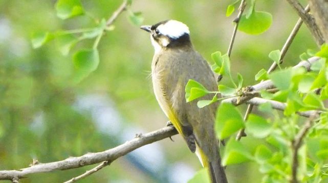 布谷催耕:布谷布谷,收麦种谷