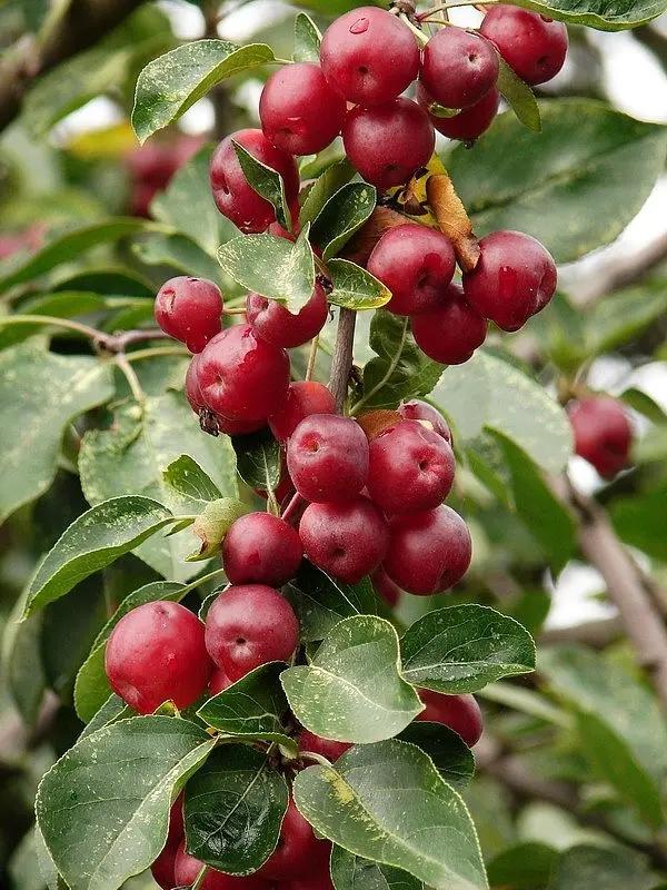 曾经火极一时,后来很难见到的这5种水果,你吃过几种?