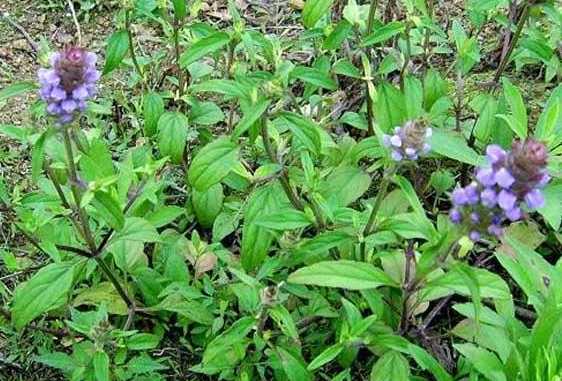 入夏就枯萎了 曾是灾年 救命草 儿时漫山遍野寻找 如今呢 来自百家号 三农小毛 不错网