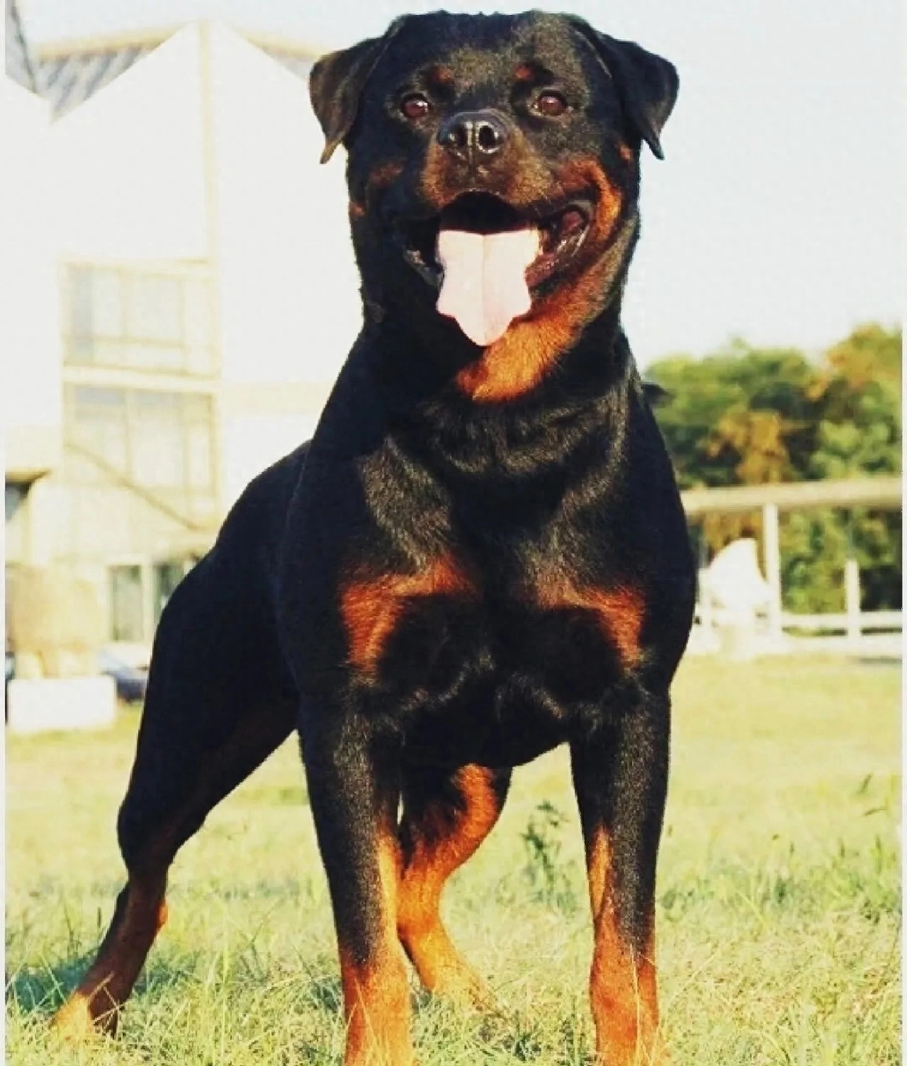 成都崇州狗咬人事件:拉布拉多被找到,监控证实其清白,宣告无罪