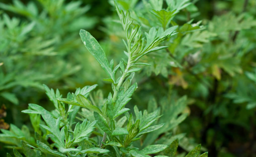 野艾蒿,又称艾蒿,冰台,有3大功效,农民朋友要了解!