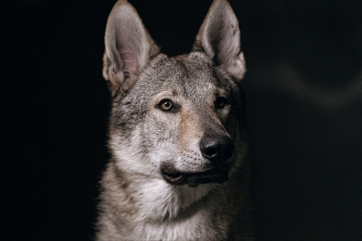 捷克狼犬霸气图片图片