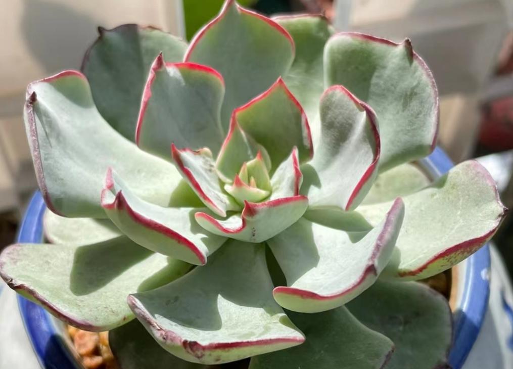 多肉剑司诺娃,曾经被传值600万,现在6块就可到手,你还想养吗?