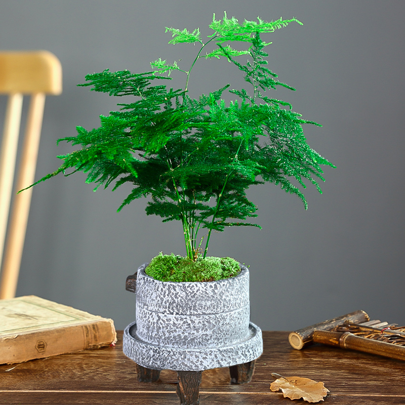 秋季养文竹,勤做"四动作",新芽新笋"咕噜"冒,比盆景还漂亮