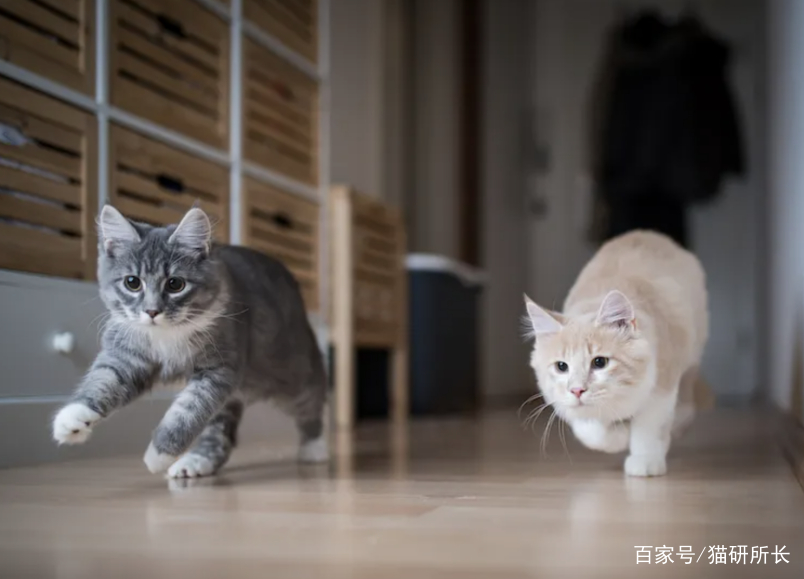 想接二猫又怕原住民关系不合？看这一篇就够了