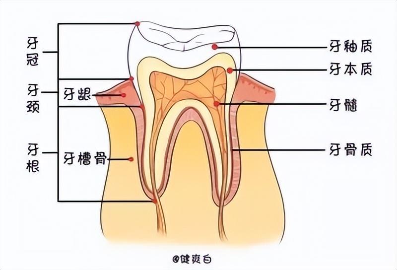牙齿硬度的秘密
