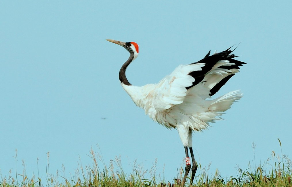 丹顶鹤不能成为中国国鸟,竟与日本有关?中国的国鸟究竟是什么?