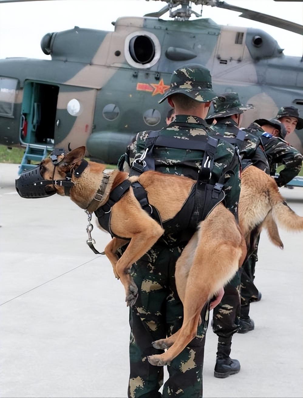 中国名犬昆明犬:国产唯一可做军警犬的品种