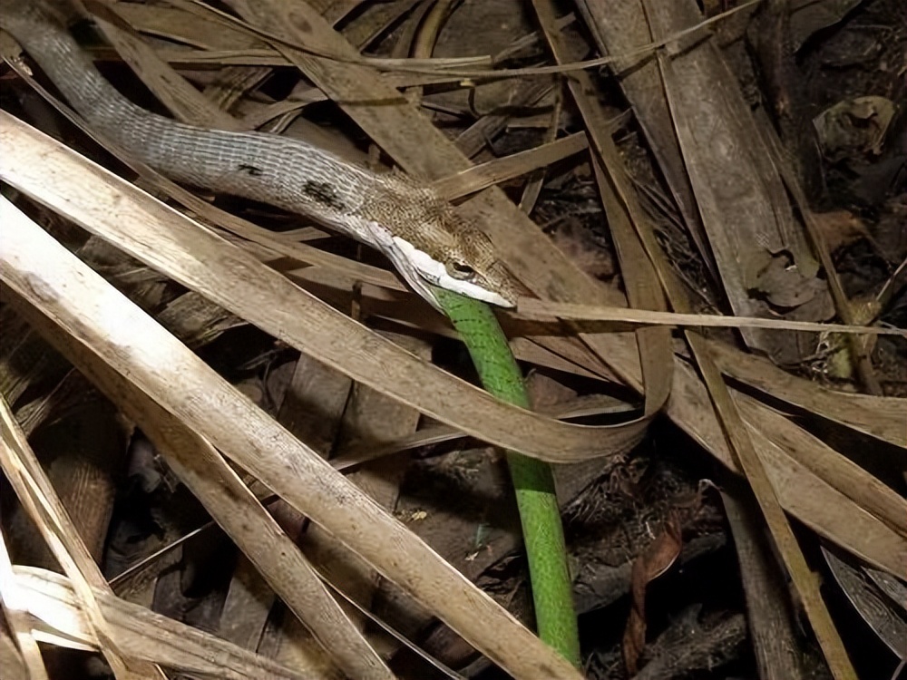 非洲藤蛇:世界上凝血能力最强的毒蛇,还可以轻易捕杀黑曼巴蛇