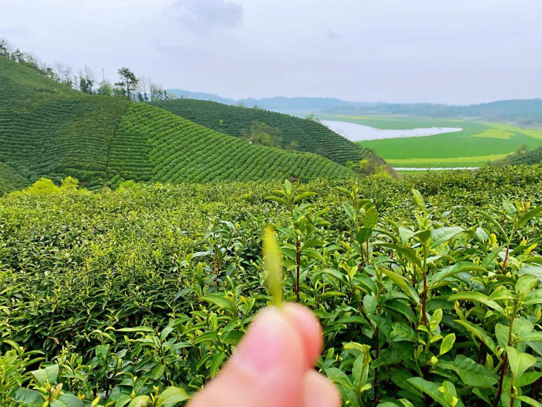 发展特色产业,振兴镇域经济,河南山区种这种植物年入100w不是梦