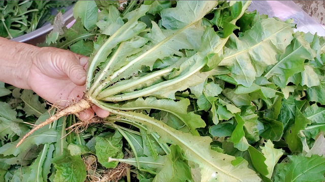 它是天然青霉素,很多人拿它当草,秋天比春天还鲜,不懂吃亏大了