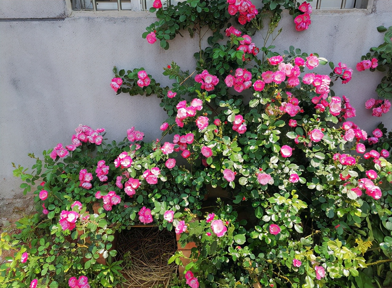 适合新手的爬藤花,皮实又好养护,轻轻松松攀成"花墙"