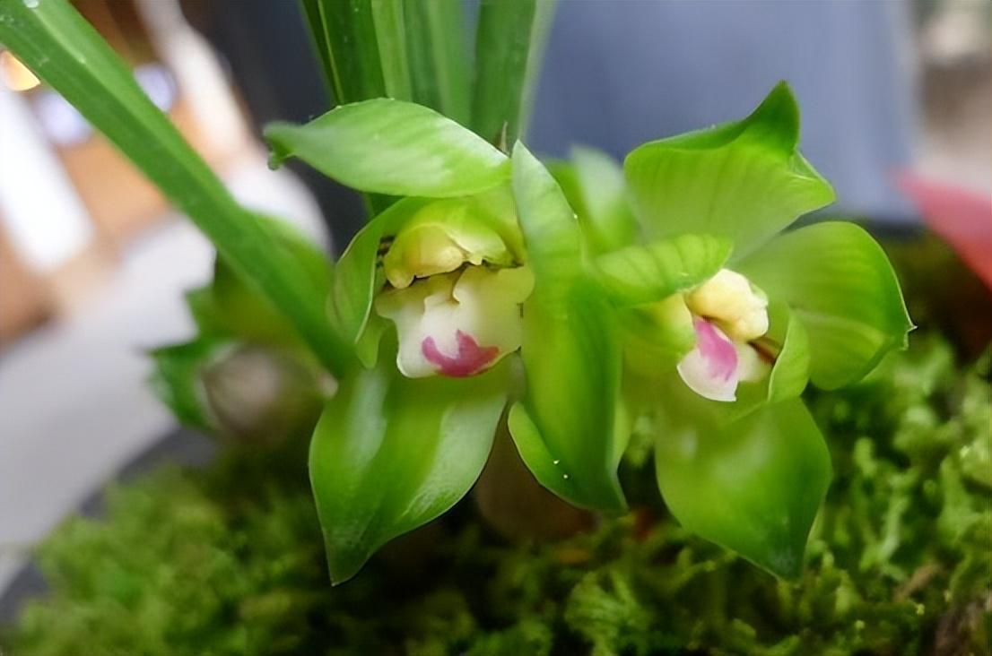 春兰皇后——绿云,曾经的极品兰花,如今少抽一包烟,就能买回家