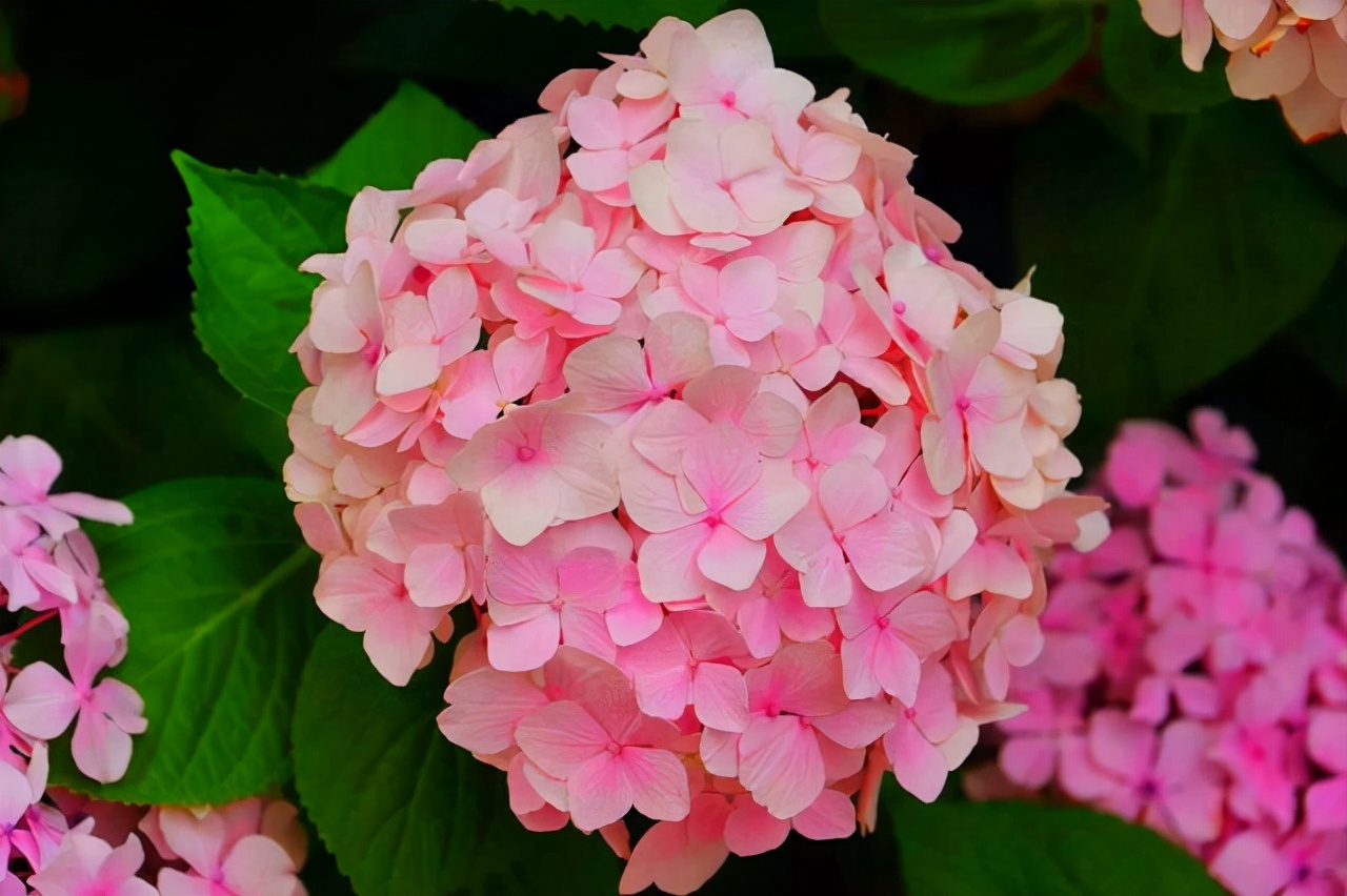 春季开花植物大全图片