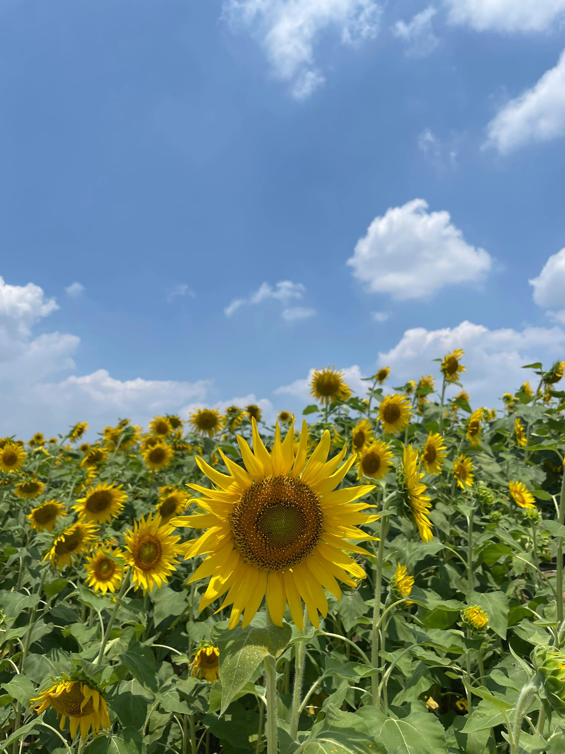 怪村向日葵花海门票图片