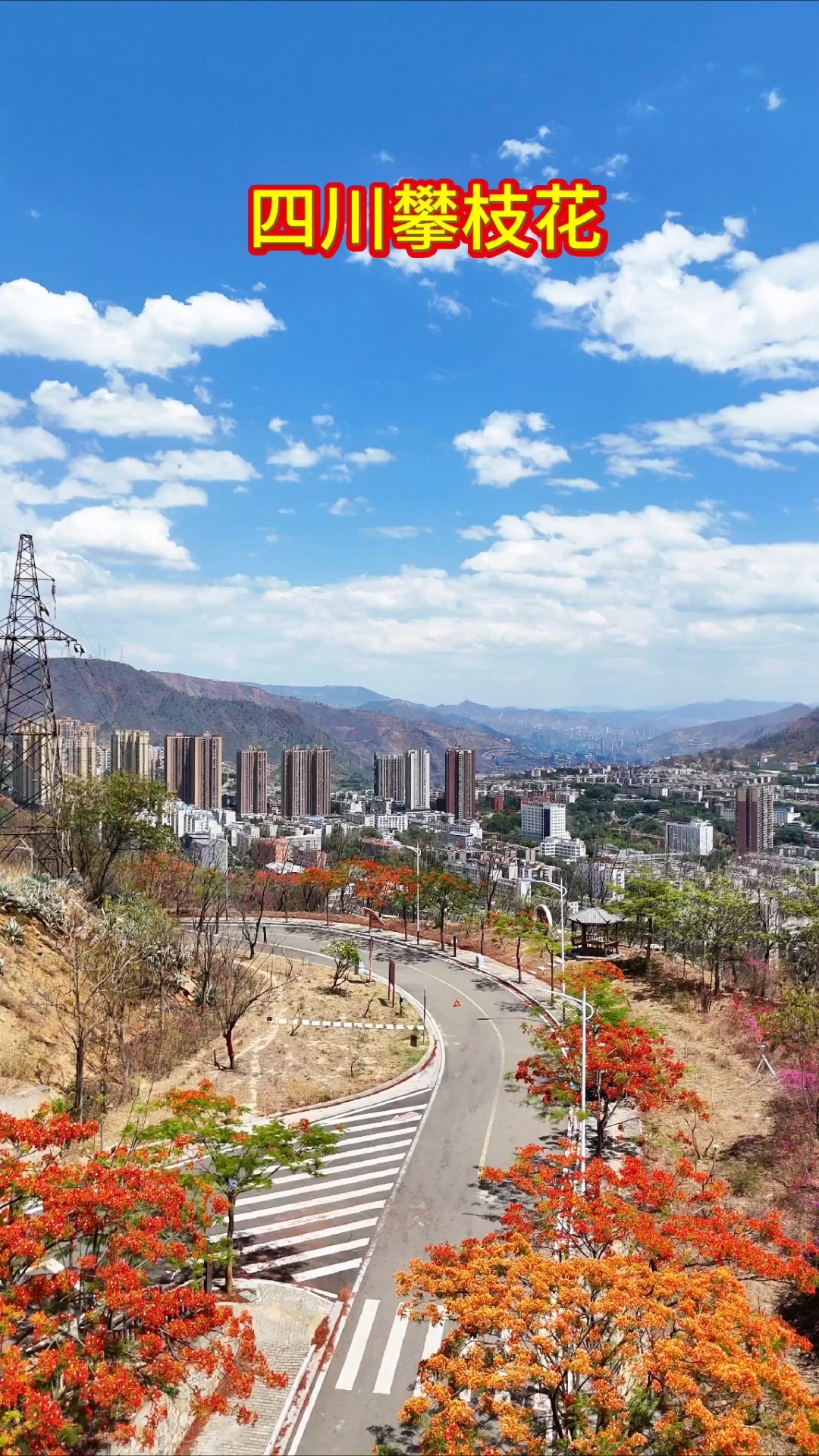 五月的四川攀枝花,几万株凤凰花同时盛开,美不胜收