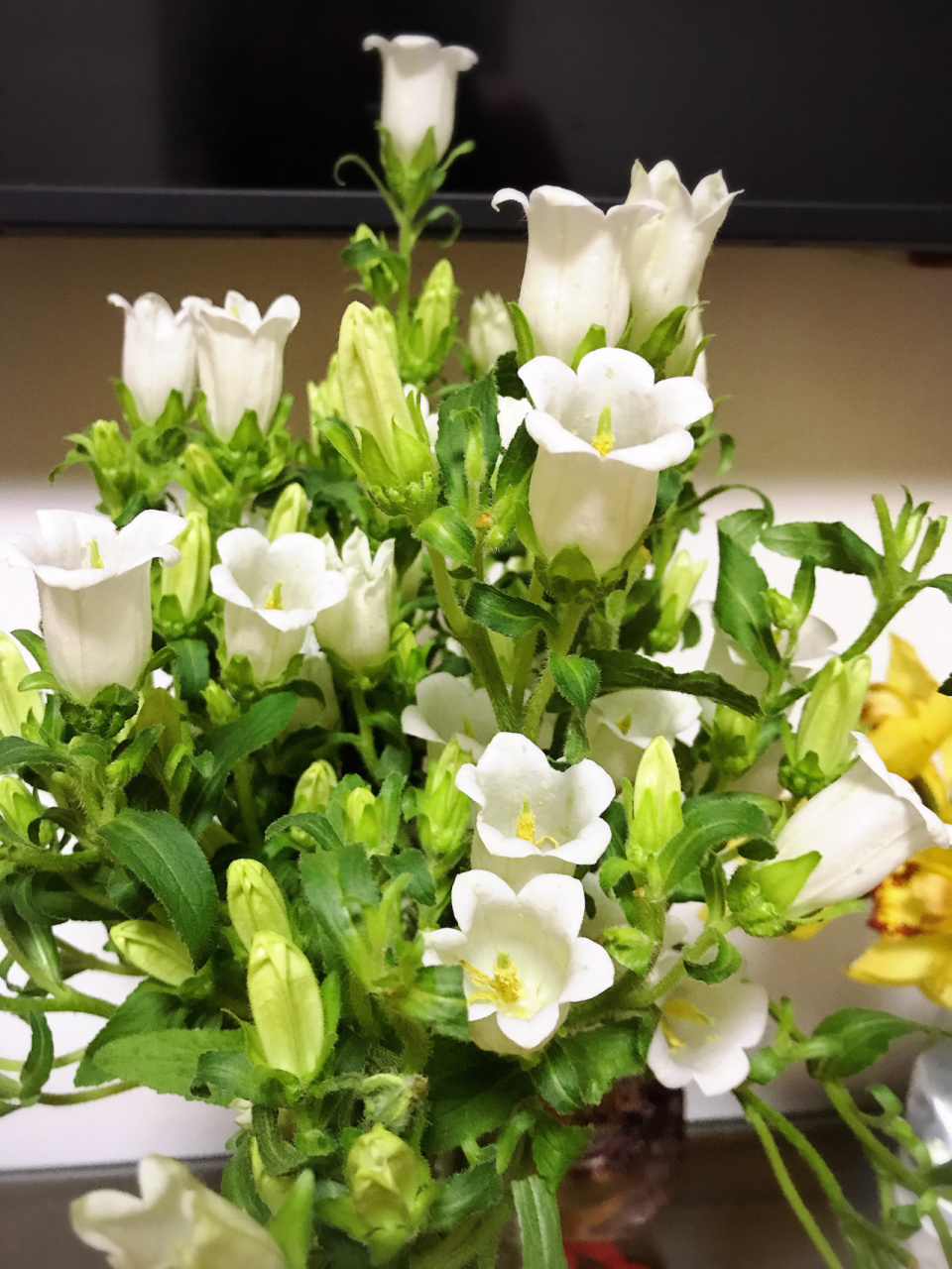 白色风铃花 风铃草?风铃花?