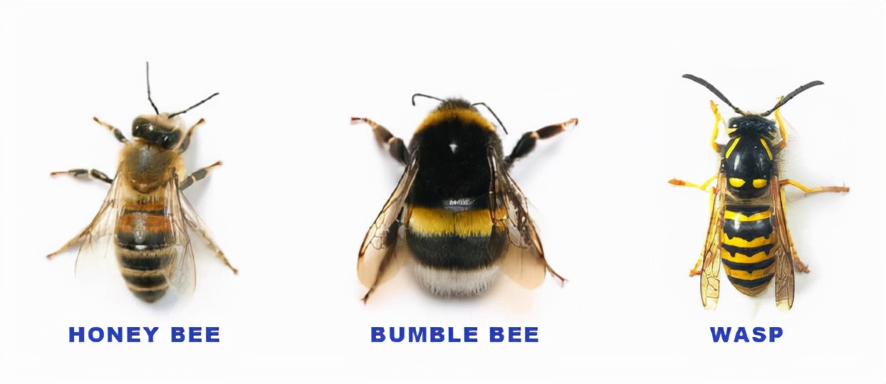 蜜蜂-熊蜂-黄蜂
