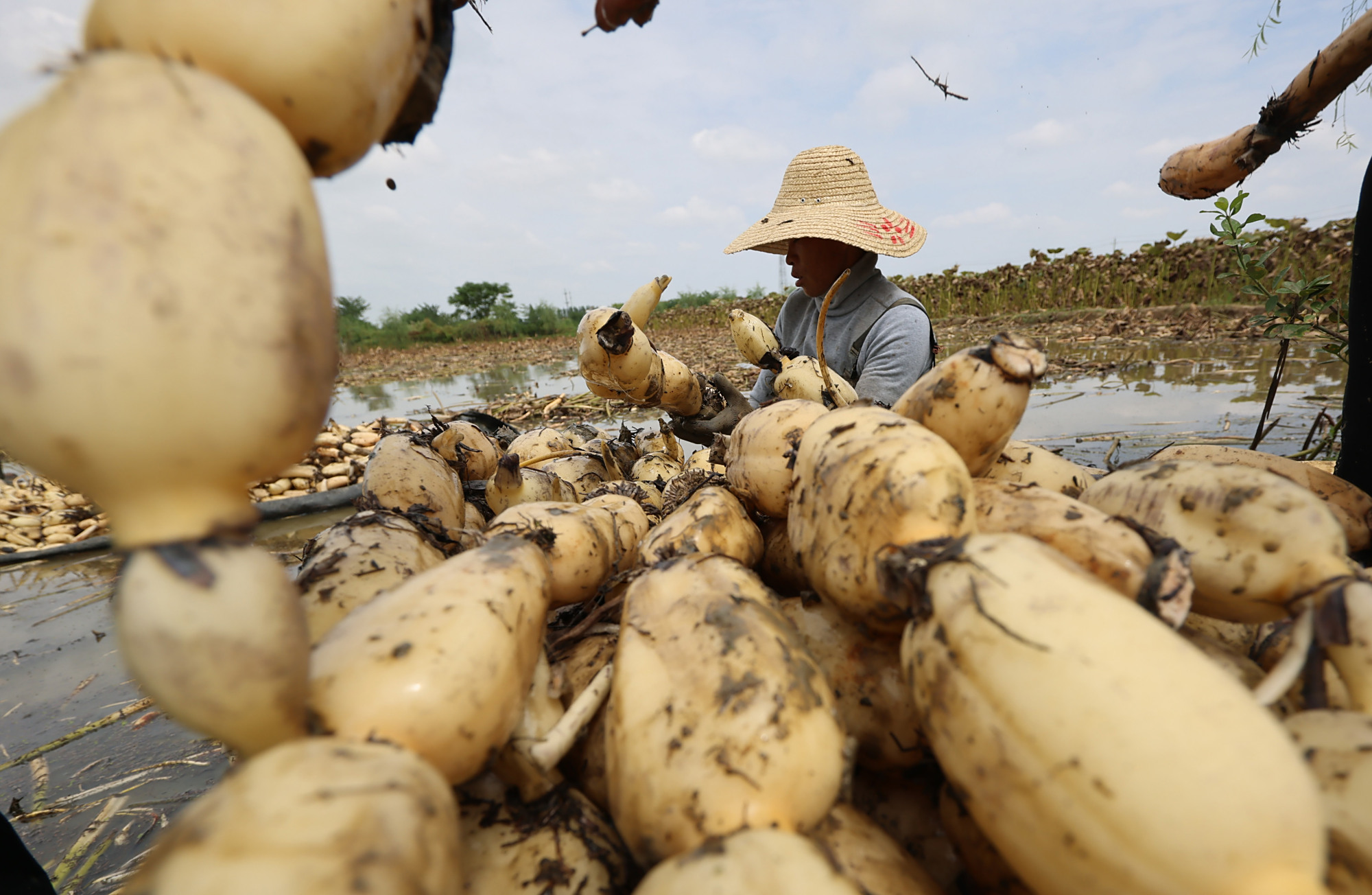 湖北襄阳:千亩荷塘进入莲藕采摘季