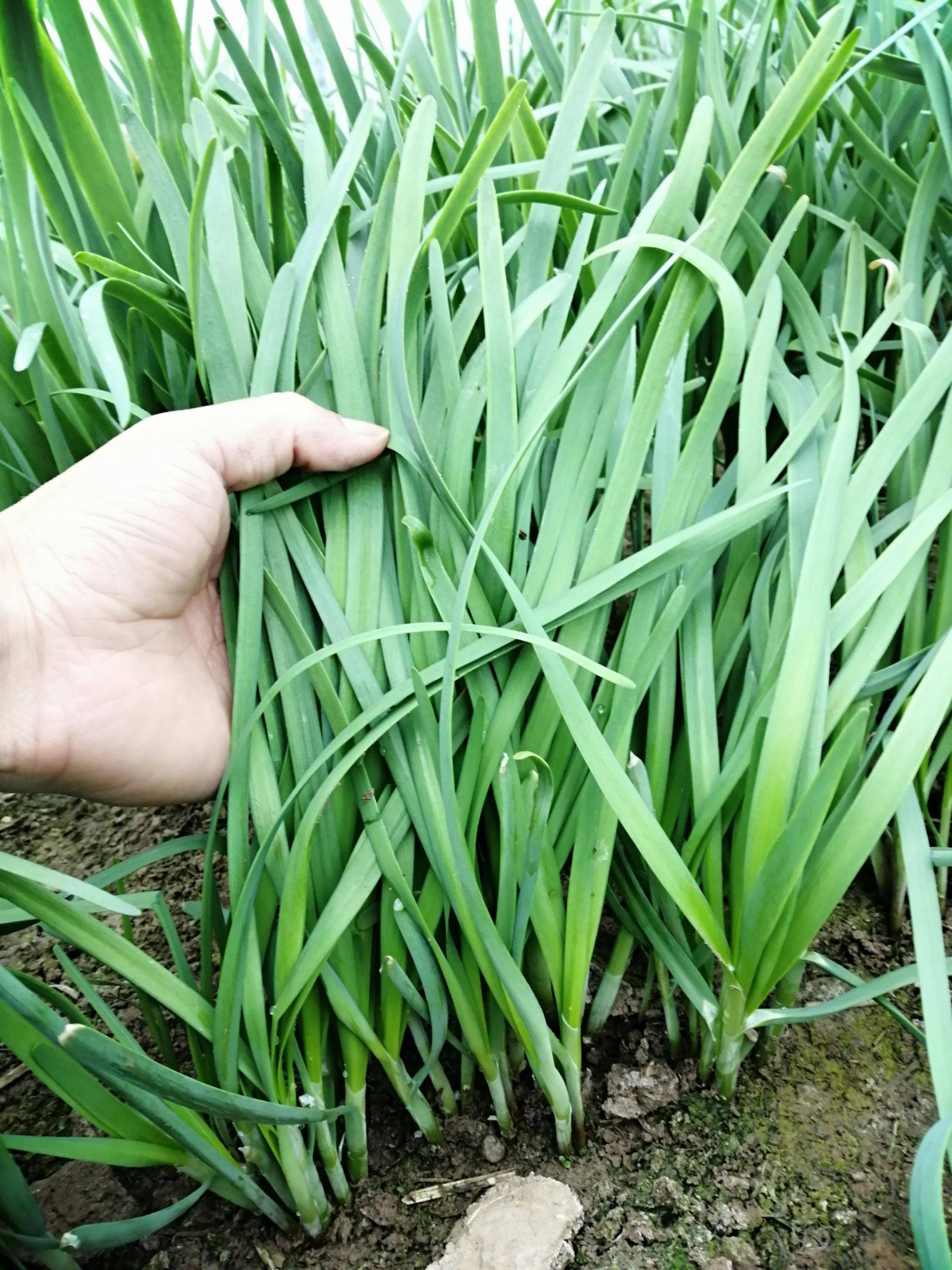 "九月韭,佛开口",韭菜别总调馅了,教你一个新做法,鲜香美味