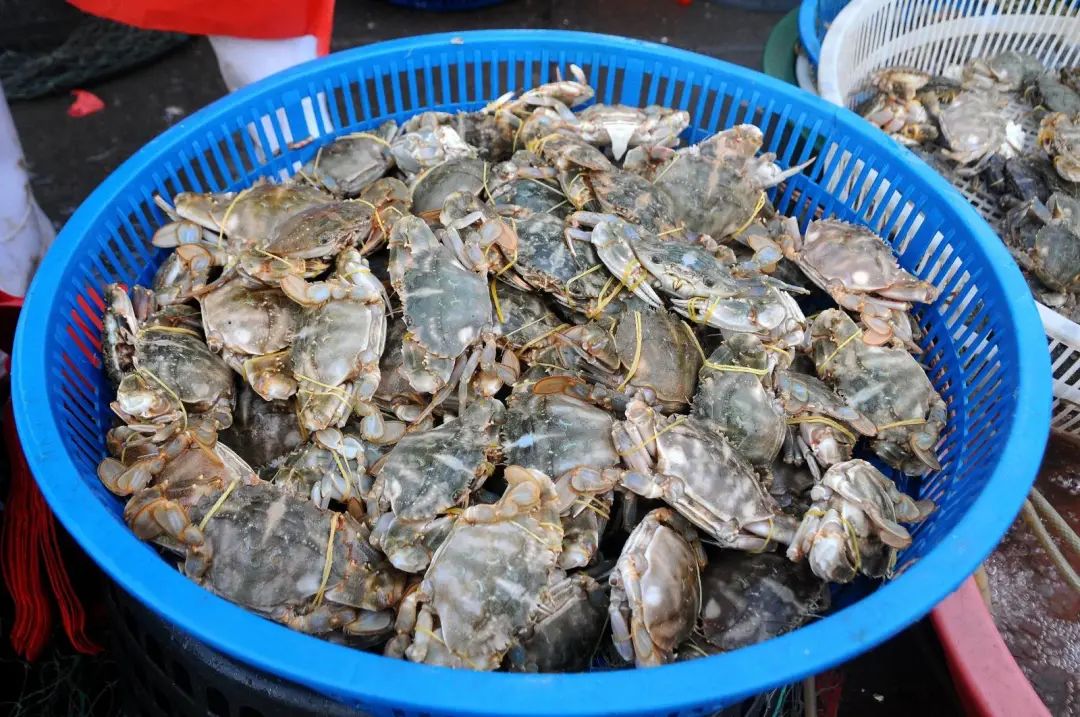 秦皇岛各大海鲜市场价格大pk!