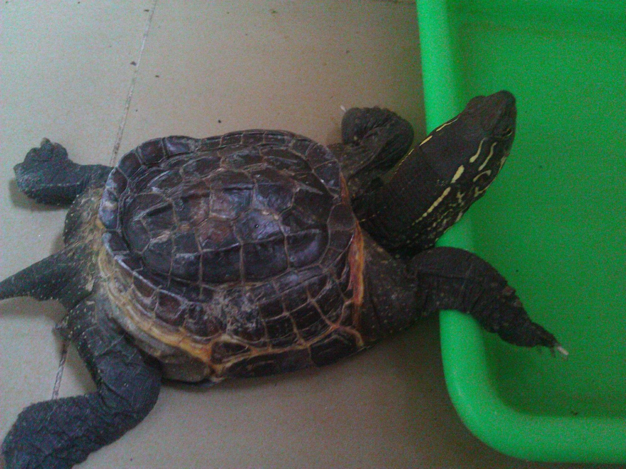 养了10年,只长肉不长壳的"健美龟",如今怎么样了