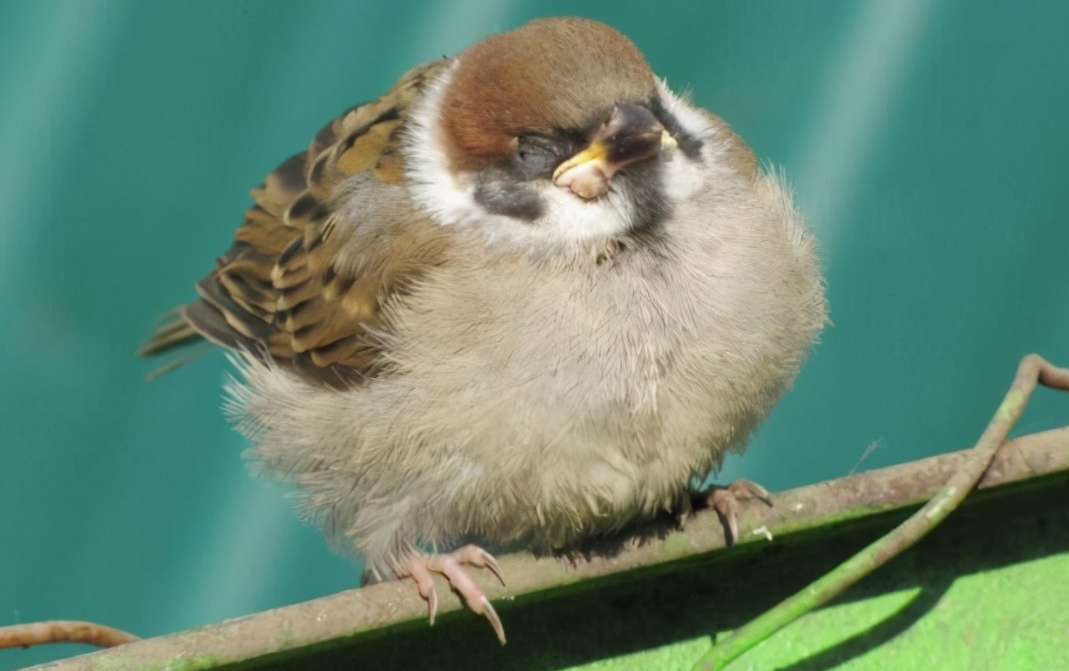 鸟类睡眠的秘密:它们为什么可以单眼睡觉,梦中创作,冬眠休眠?