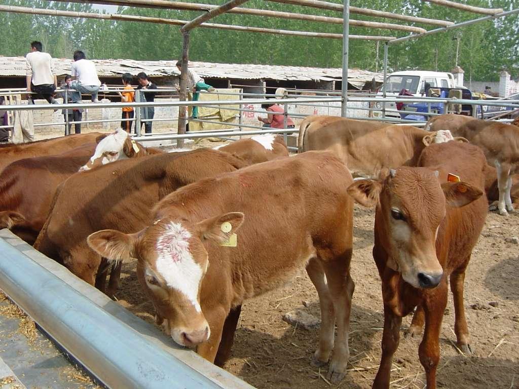 牛冬天能喂驱虫药吗牛驱虫打针还是喂药好牛驱虫的四个要点