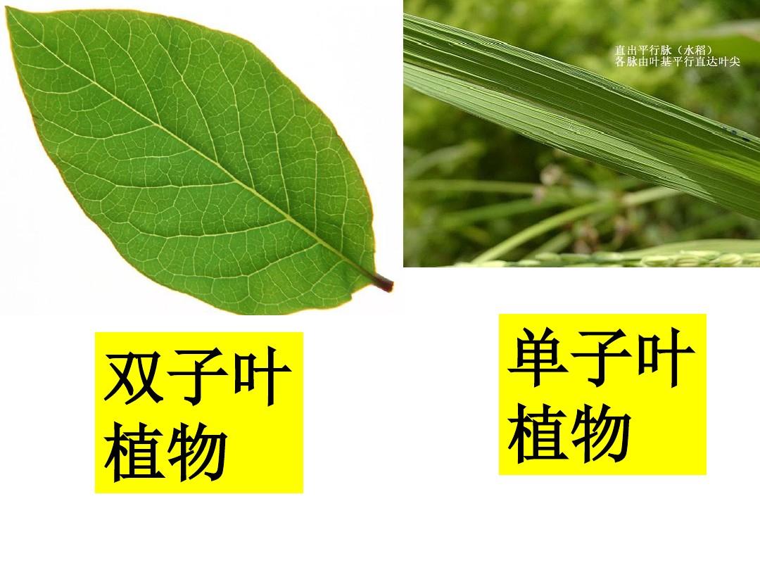 单子叶跟双子叶的区别是什么?