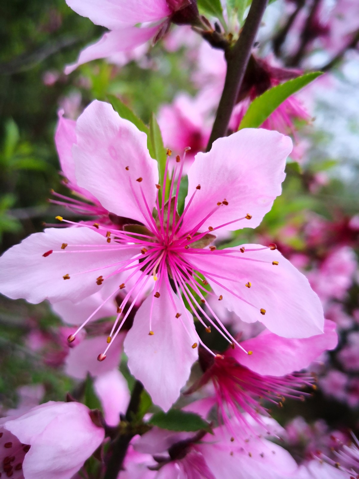 一抹春色染江南——桃花